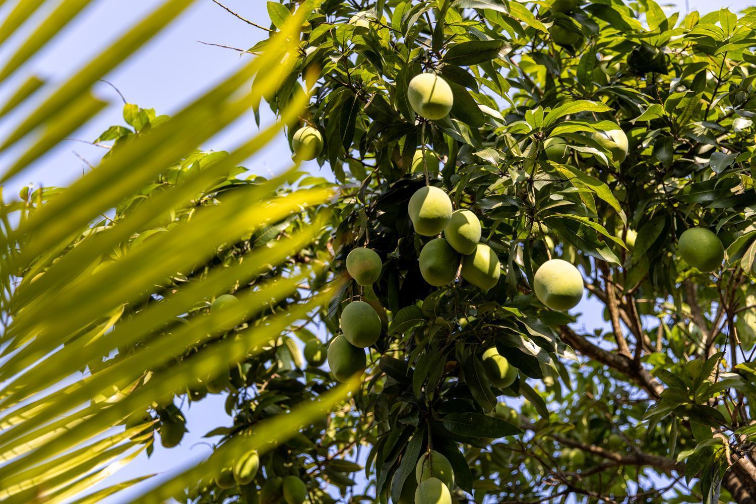 Kampot Cabana Eksteriør billede