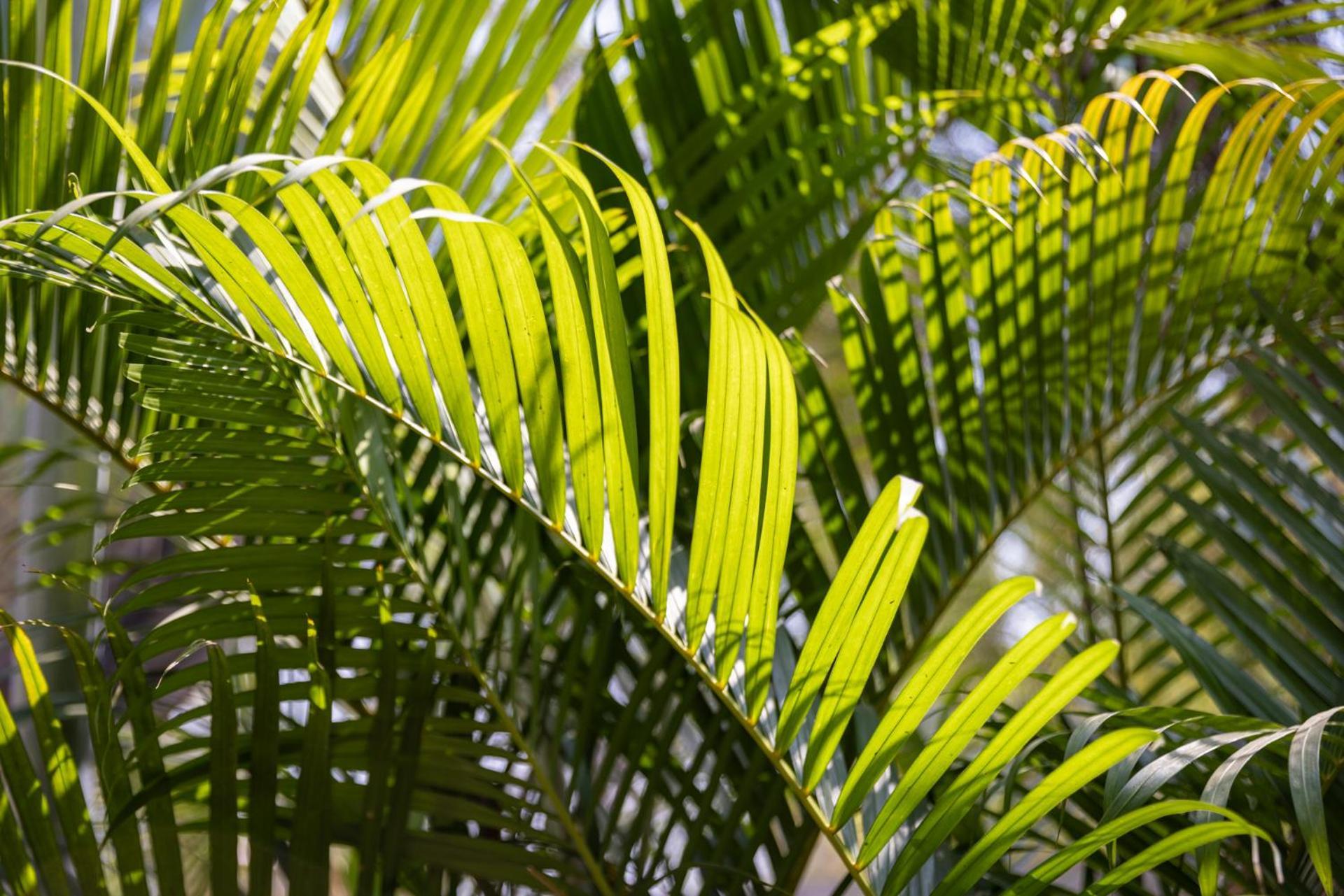 Kampot Cabana Eksteriør billede